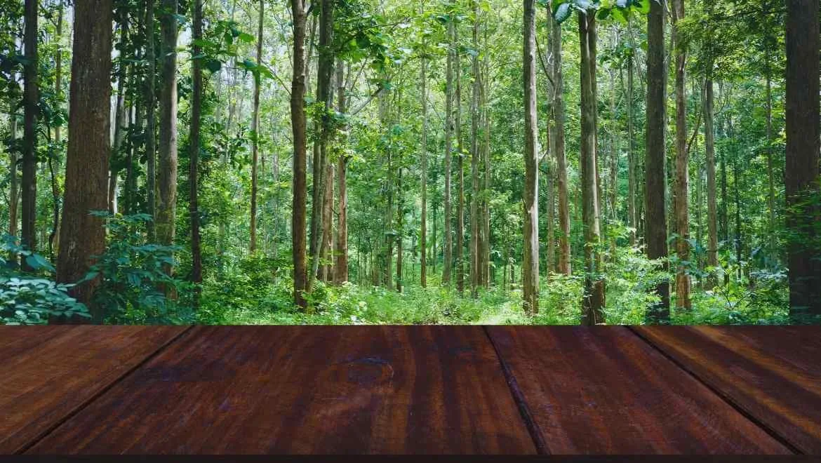 Teak Ağacı Nedir? Özellikleri ve Tüm Detaylar